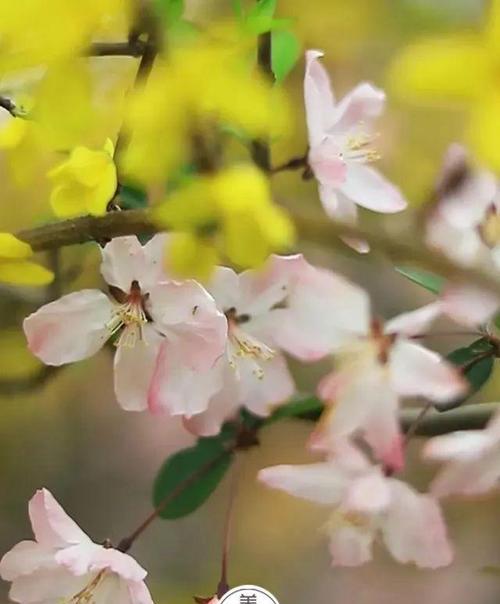 四月天，绽放生命的季节（春风十里）