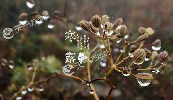 温馨祝福语录（美好祝愿在寒露）