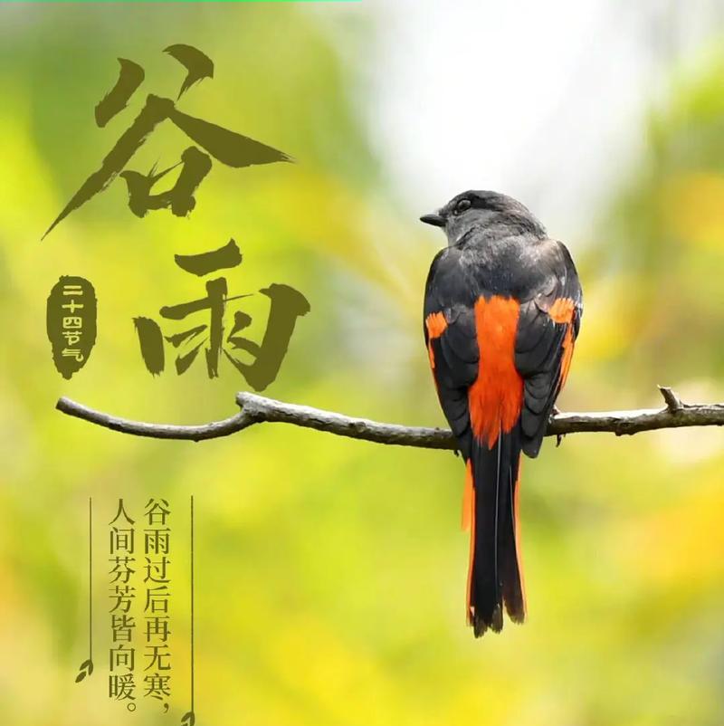 谷雨的工案简短精辟语录好句有哪些？（《谷雨润物细无声：春意盎然的诗意篇章》）