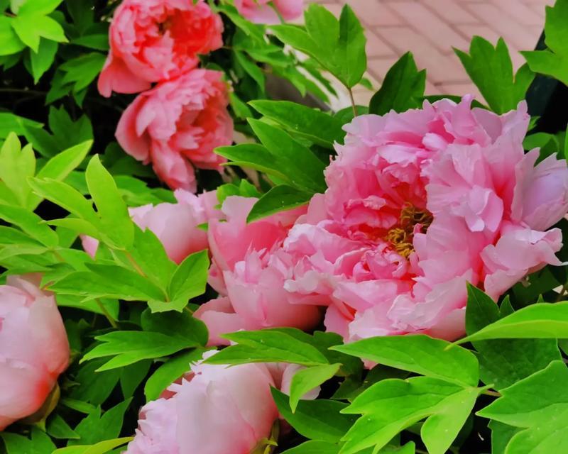 谷雨赏牡丹花（《谷雨时节牡丹开，墨香丹心绘春华》）