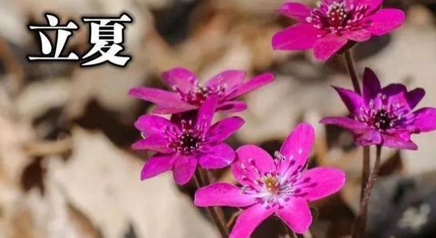 迎接夏日的美好，感受立夏的气息（迎接夏日的美好）