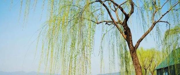 垂柳美景（清风拂面）