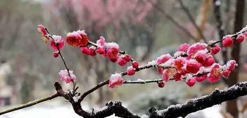 冬季唯美短句与冬天的邂逅（冬季唯美短句与冬天的邂逅）