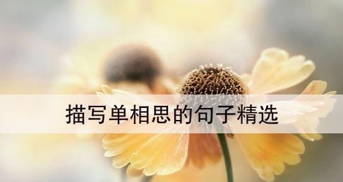 1.相思就像一朵含苞待放的花儿，在寂静中绽放。