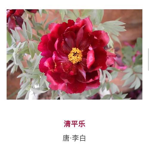 花落知多少（用诗歌感受牡丹之美）