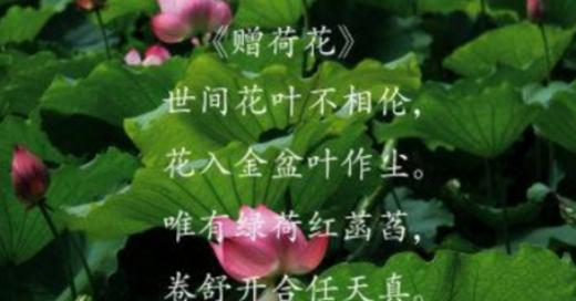 荷花之美（唯美诗句古诗赏析）