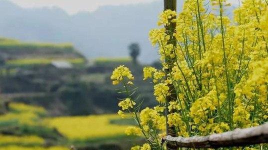 春日踏青感受自然之美（走进春天的怀抱）