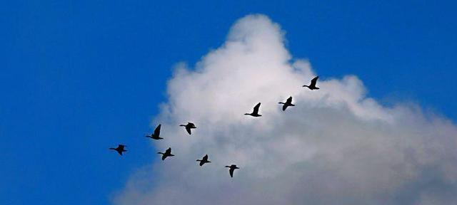 大雁之美（雁影横空）