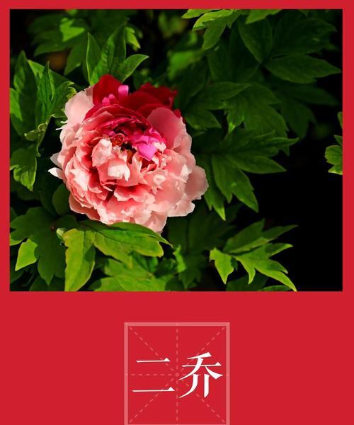 唯美牡丹的诗意魅力（绚烂多彩高贵典雅）
