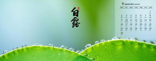 带叶诗意（草木有情）