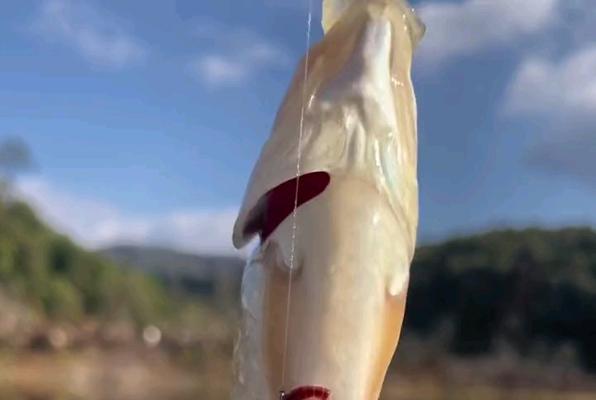 钓鱼的艺术——探寻幽默与唯美