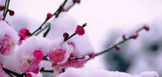 大雪如诗篇——唯美描写25段（缀着童话色彩的白色世界）