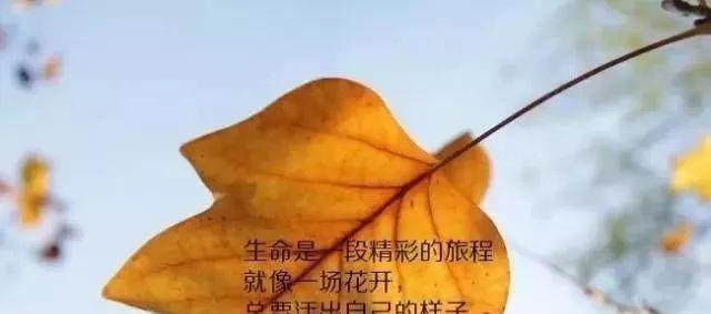 感悟生活的唯美短句（用心感悟）