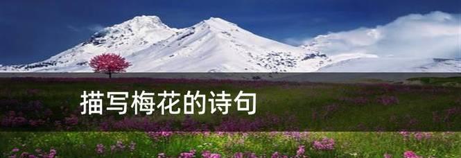 倾听梅花的声音，感受生命的意义（倾听梅花的声音）