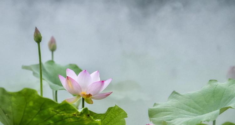《荷花·唯美的水墨世界》