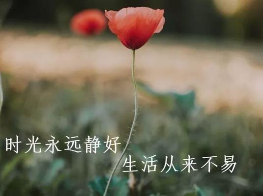 心灵之美（品味生命之美）