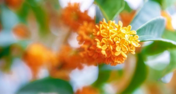 桂花（探秘桂花的独特价值）