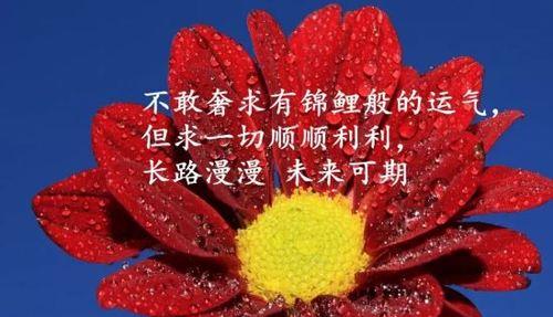 《美妙世界的诗意生活》——走进唯美句子的世界