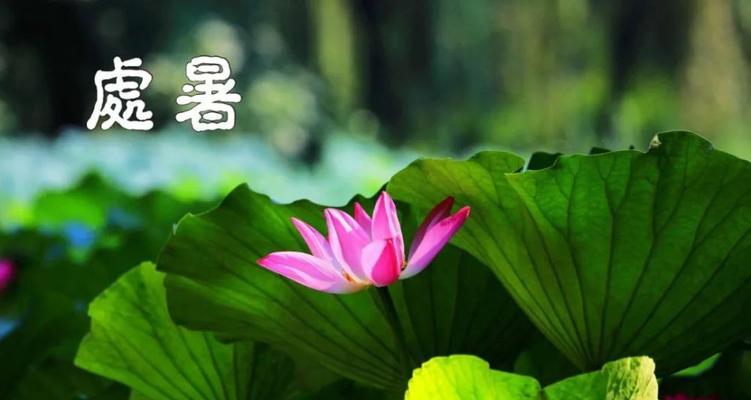 夏日之约，暑祭相聚（2024年处暑）