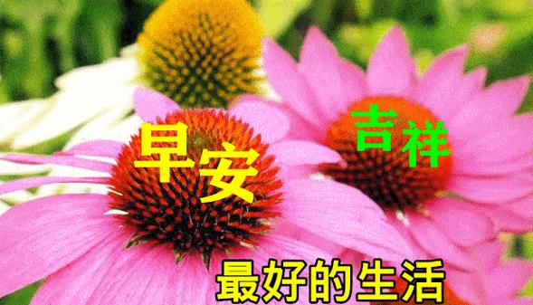点亮每个早晨，让爱传递（2024最能打动人心的早安问候）
