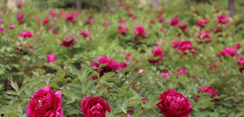 羡慕别人幸福的心情（欣赏别人的幸福）