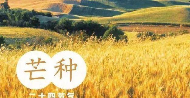 繁芒耀眼（2024年优秀芒种）