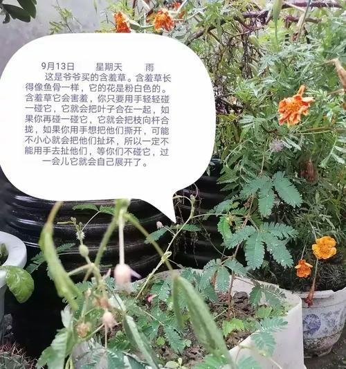 有关我喜欢的节气秋分作文的作文怎么写（《秋分的校园故事：小华与老树的对话》）