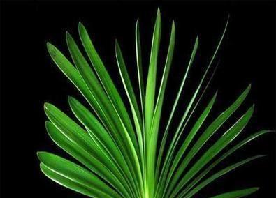 君子兰之美——赞美君子兰的经典唯美诗句