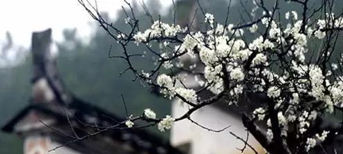 《梨花之舞》——感受春天的气息