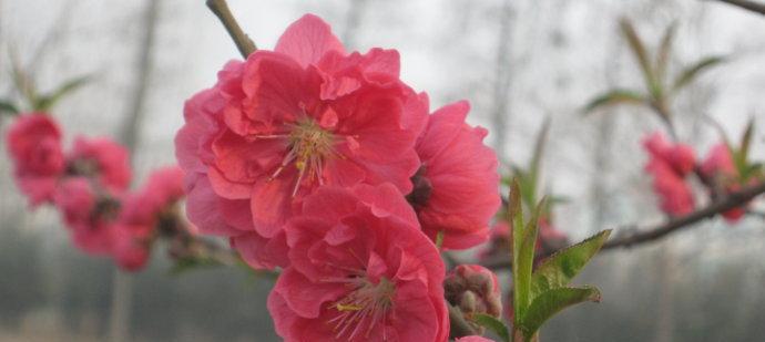 花开花落，唯美诗句中的花之美（25个唯美诗句带你穿越花的世界）