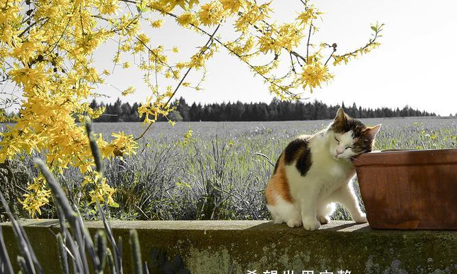 向往的生活（在我们心中无限延伸）