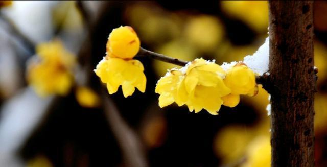 梅花高洁（赏梅寻古）