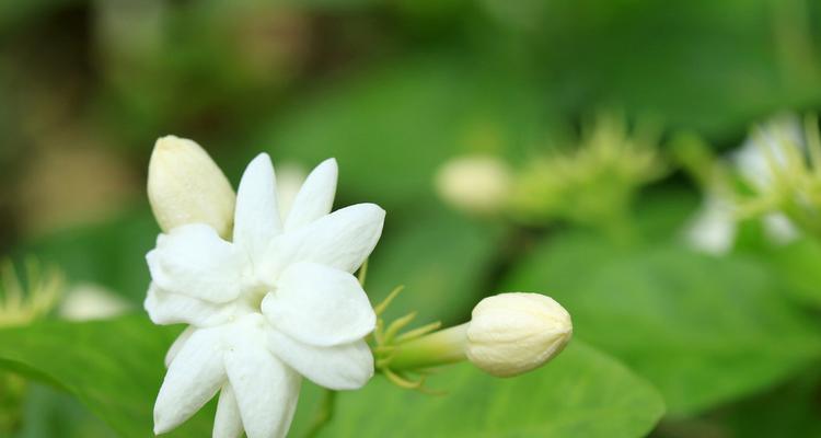 用词华丽，意境生动，带你领略茉莉花的独特魅力（用词华丽）