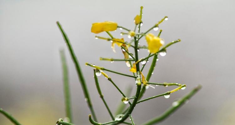 缠绵的春雨，唯美如诗（用唯美短句赏析春雨的柔情）