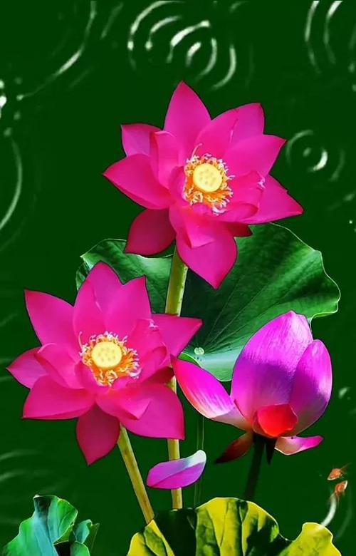 诉说花开花落，倾听生命之声（诉说花开花落）