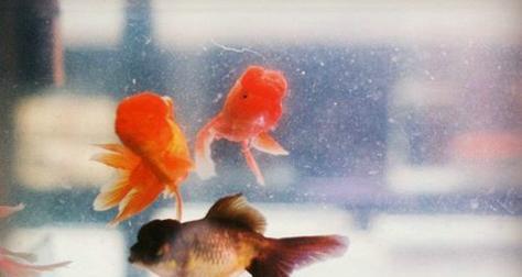 鱼儿游走，水中飘逸（唯美句子）