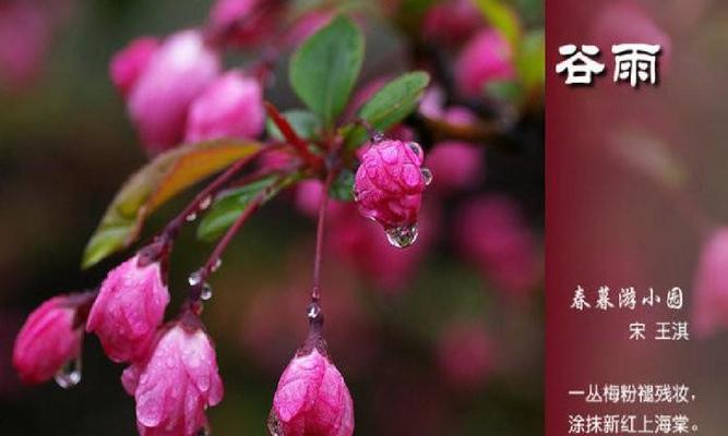 漫步在谷雨的美丽中（漫步在谷雨的美丽中）
