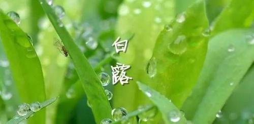 有关关于白露节气的素材作文的作文怎么写(《白露之约——小学生的秋日篇章》) 有关关于白露节气的素材作文的作文怎么写(《白露之约——小学生的秋日篇章》)