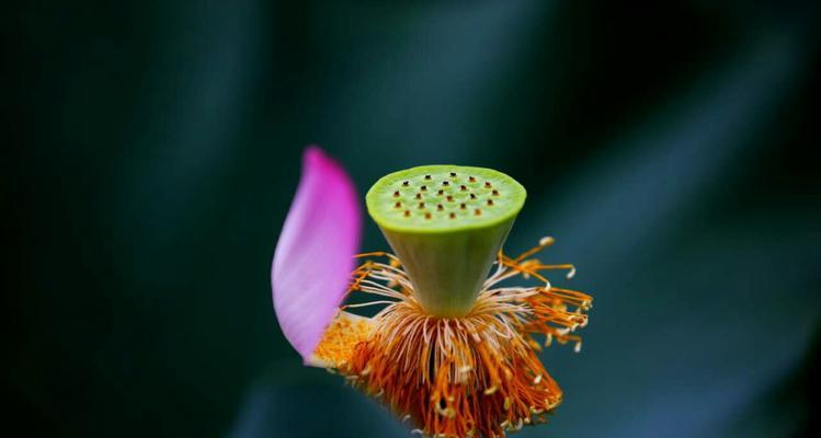 有关写立秋的抒情作文600字的作文怎么写（《秋意浓情：笔墨下的青春篇章》）