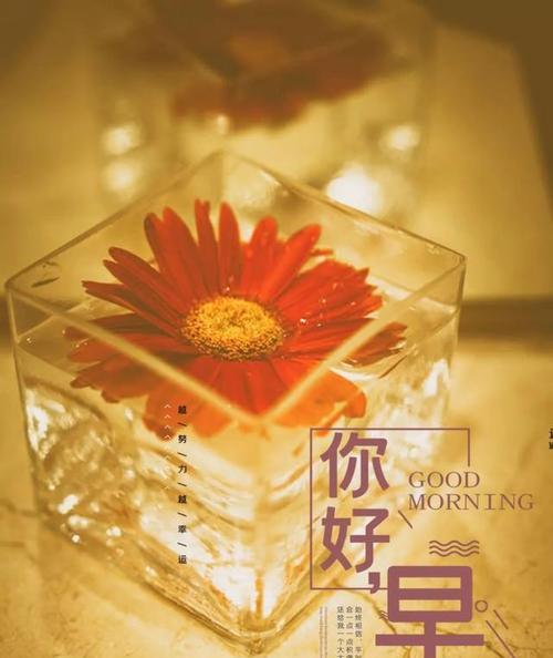 早晨绽放的美丽生活（早晨绽放的美丽生活）