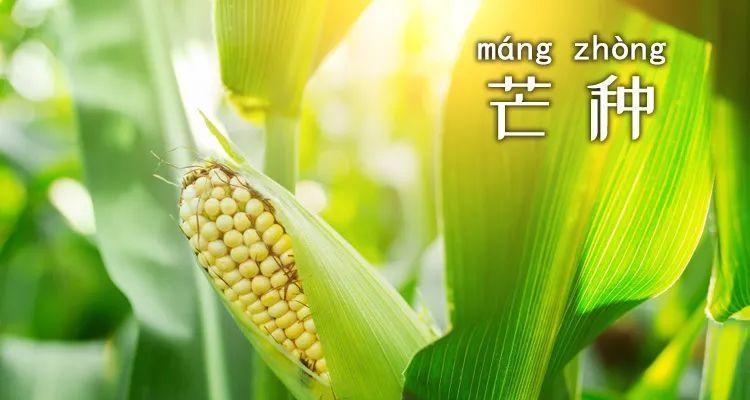 芒种祝福语（唯美短句倾心祝福）
