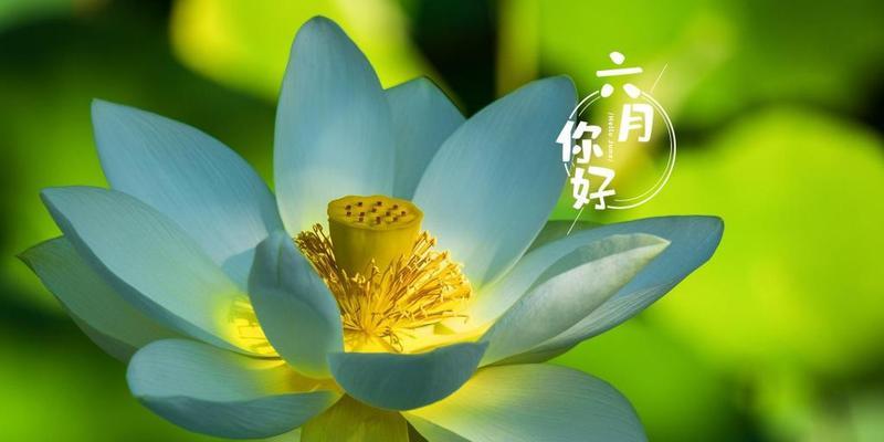 1.六月，一片勃勃生机的绿色。